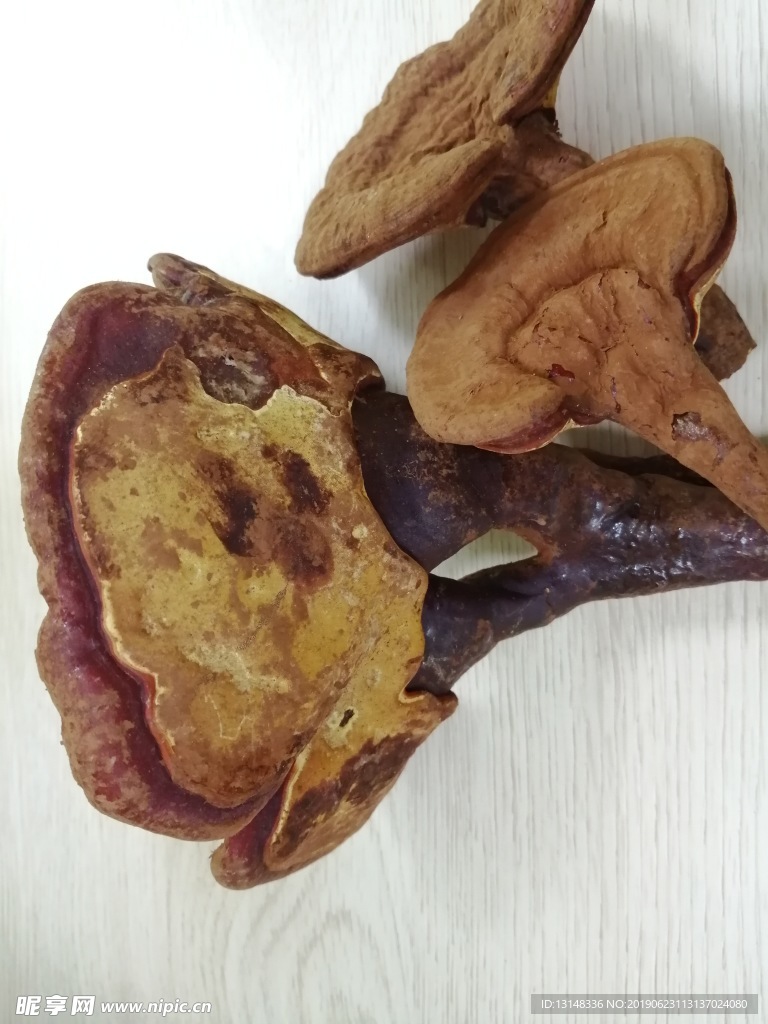 灵芝