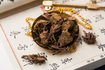 紫菀