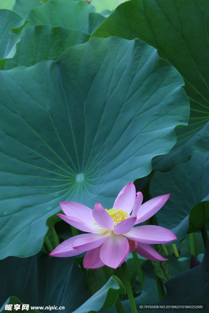 荷塘睡莲花