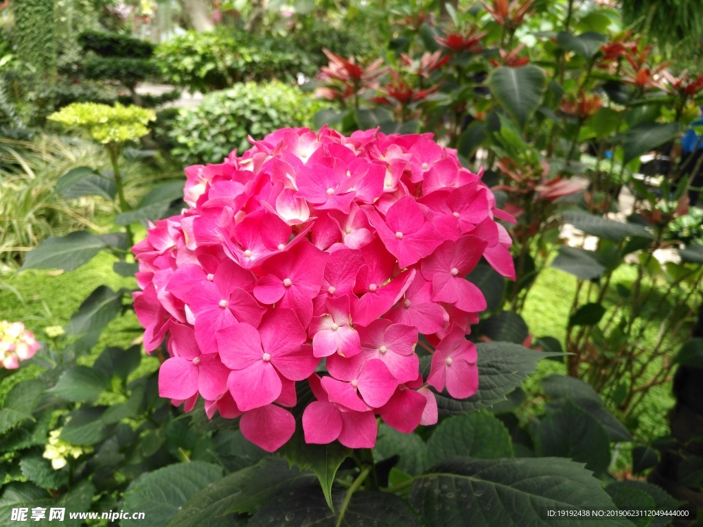 绣球花