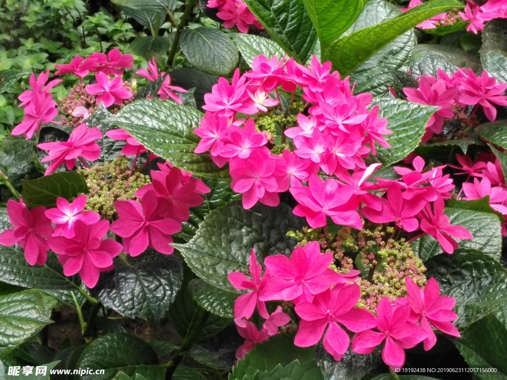 绣球花