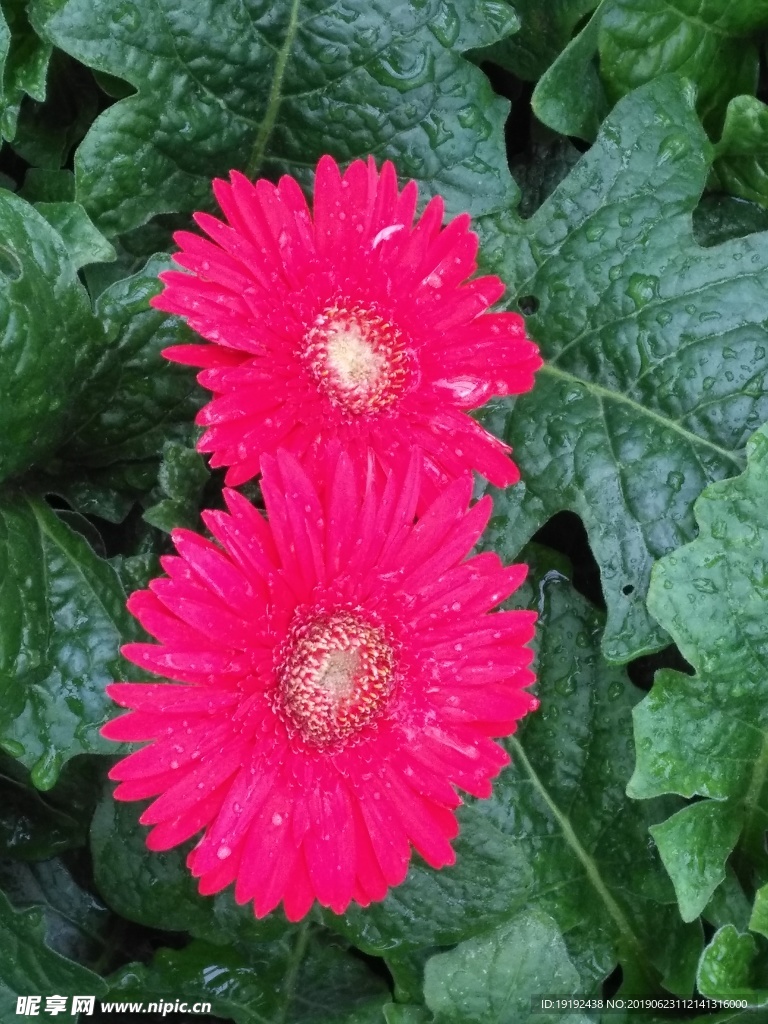 非洲菊
