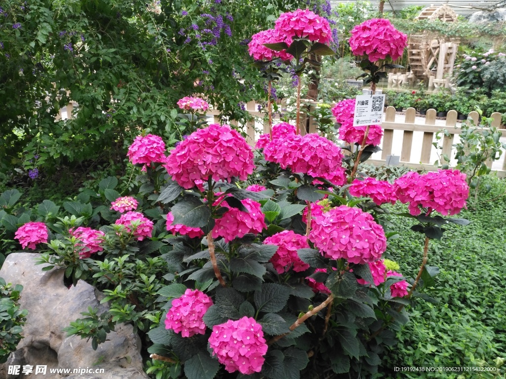 绣球花