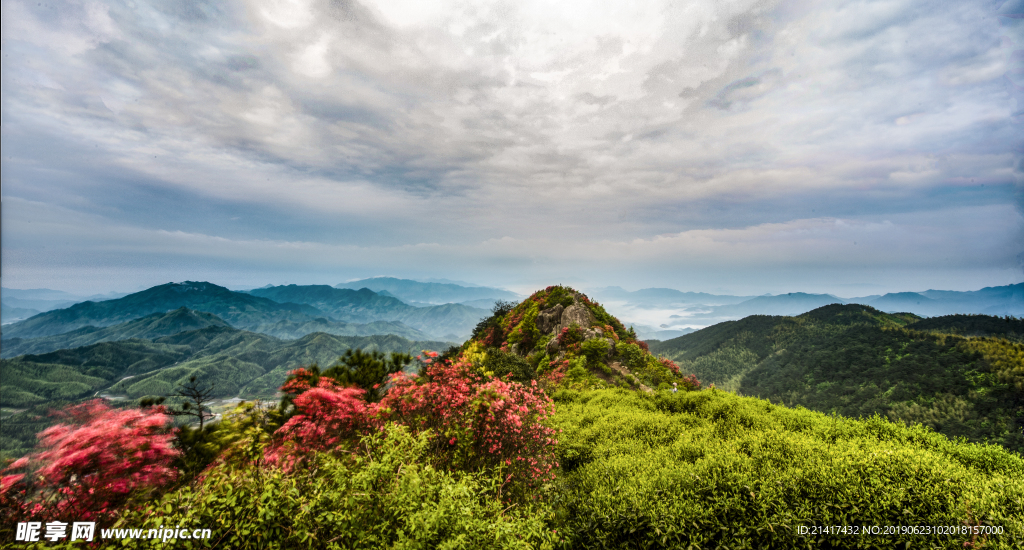 山岗上的杜鹃花