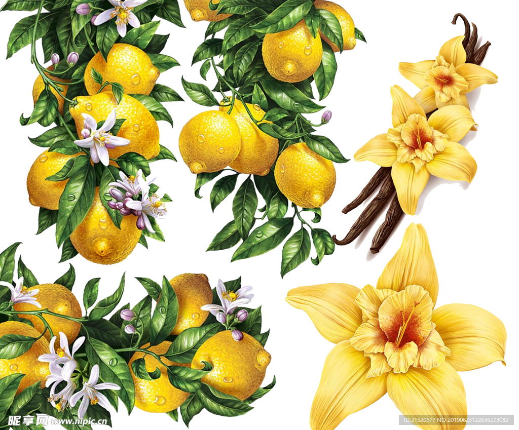 一串柠檬与黄花