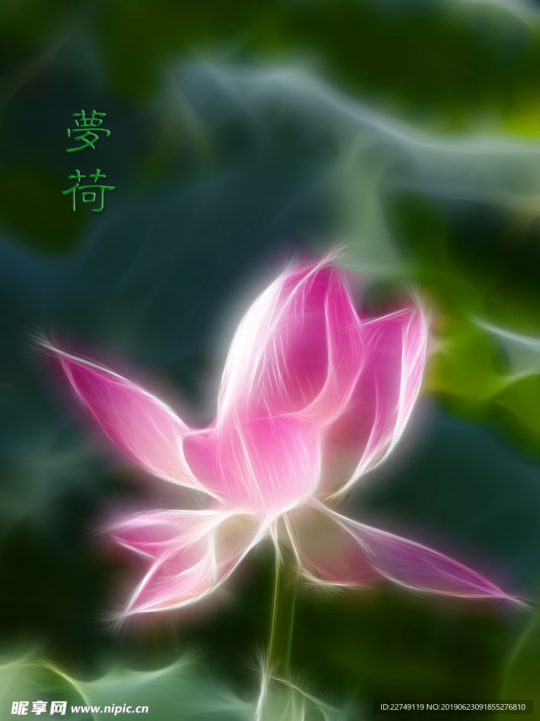 荷花