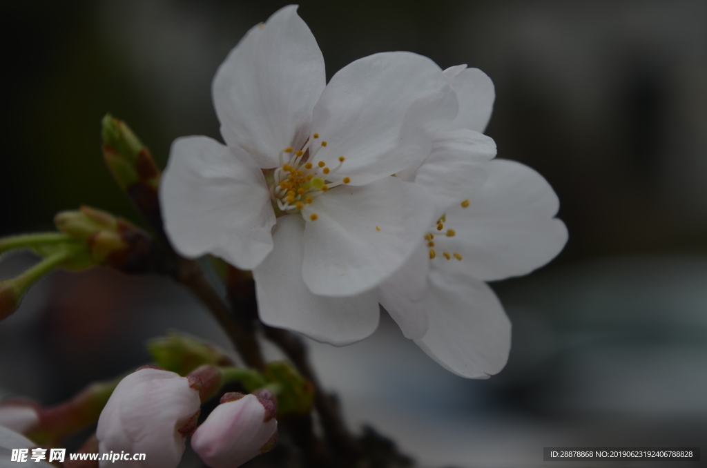 武汉大学 樱花季 樱花