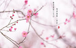 冬日雪间梅花