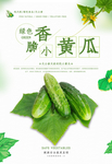 小黄瓜