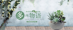 简约清新风格日常多肉植物全屏