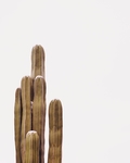 仙人掌 仙人柱 仙人球