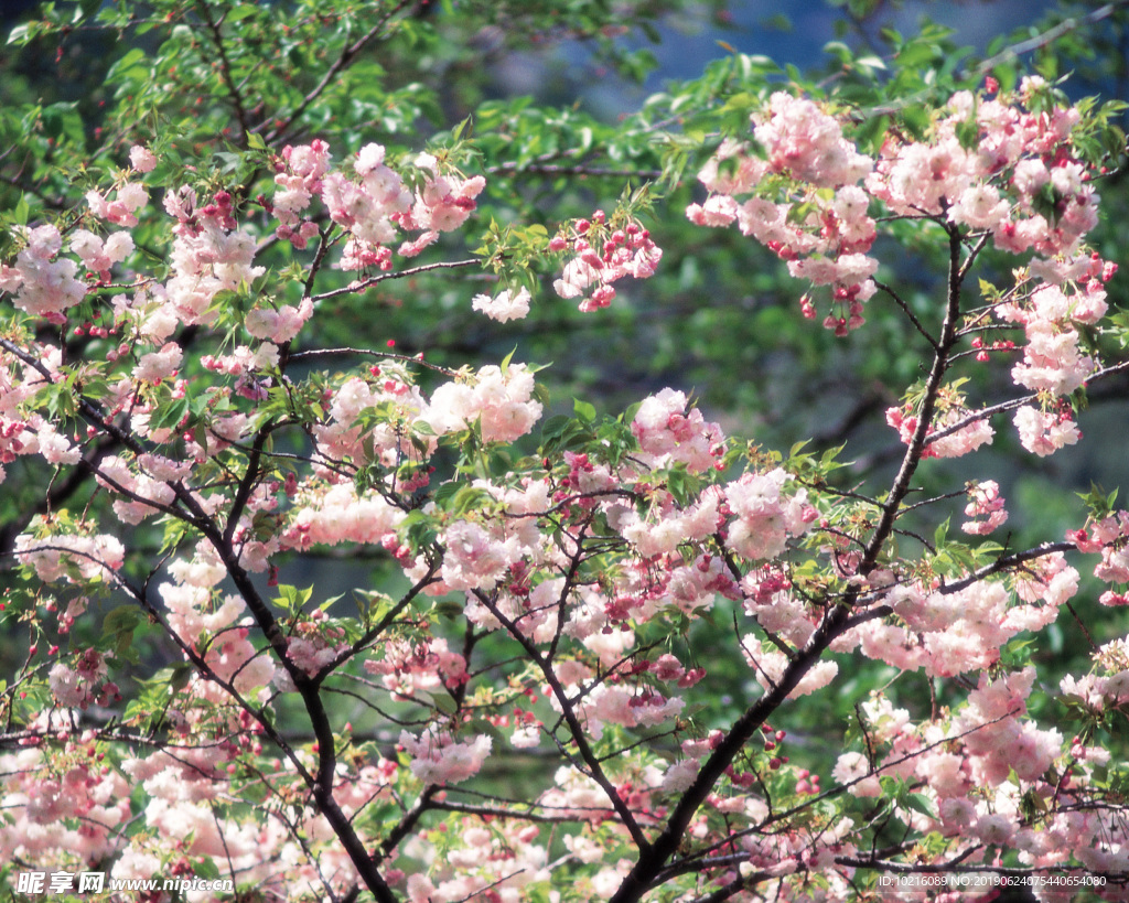 花丛