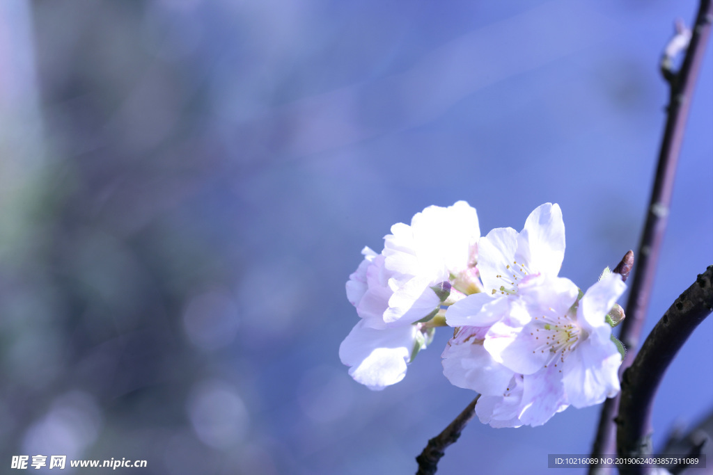 樱花之美