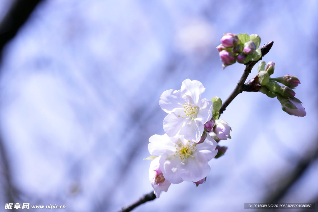 樱花之美