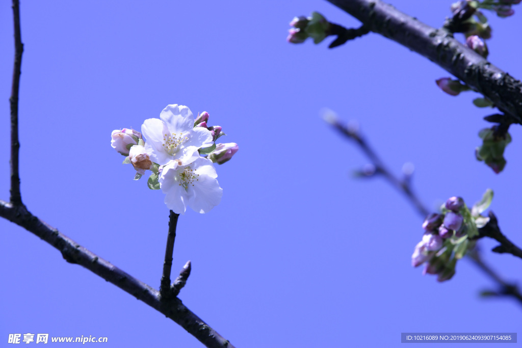 樱花之美