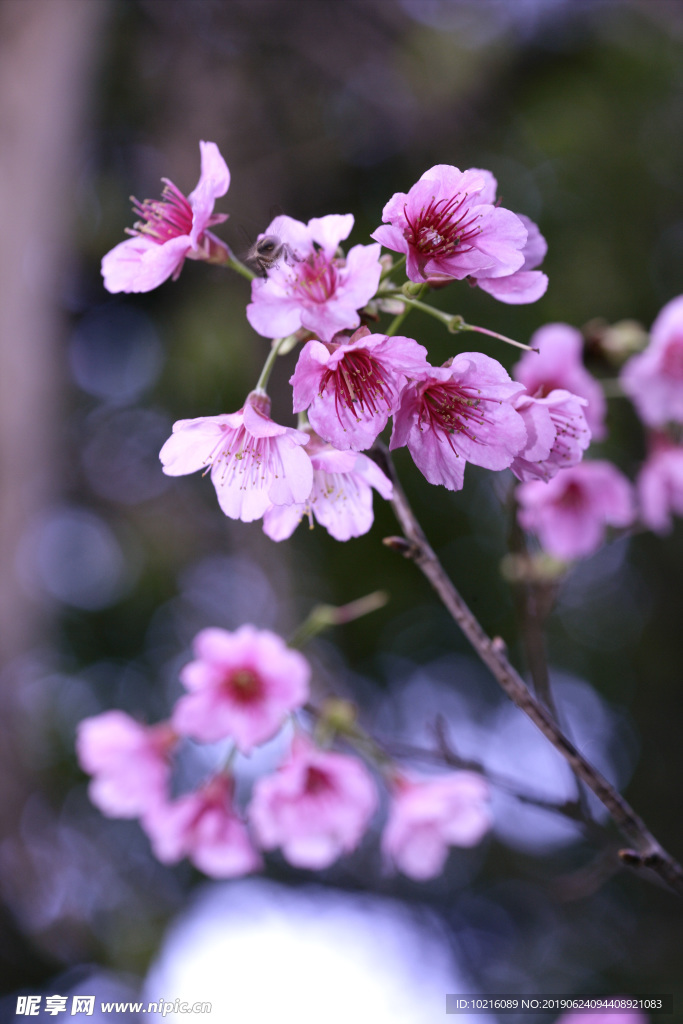 樱花之美