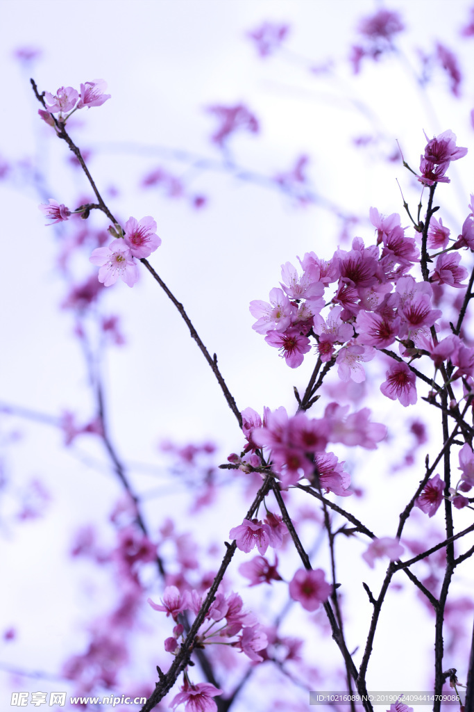 樱花之美