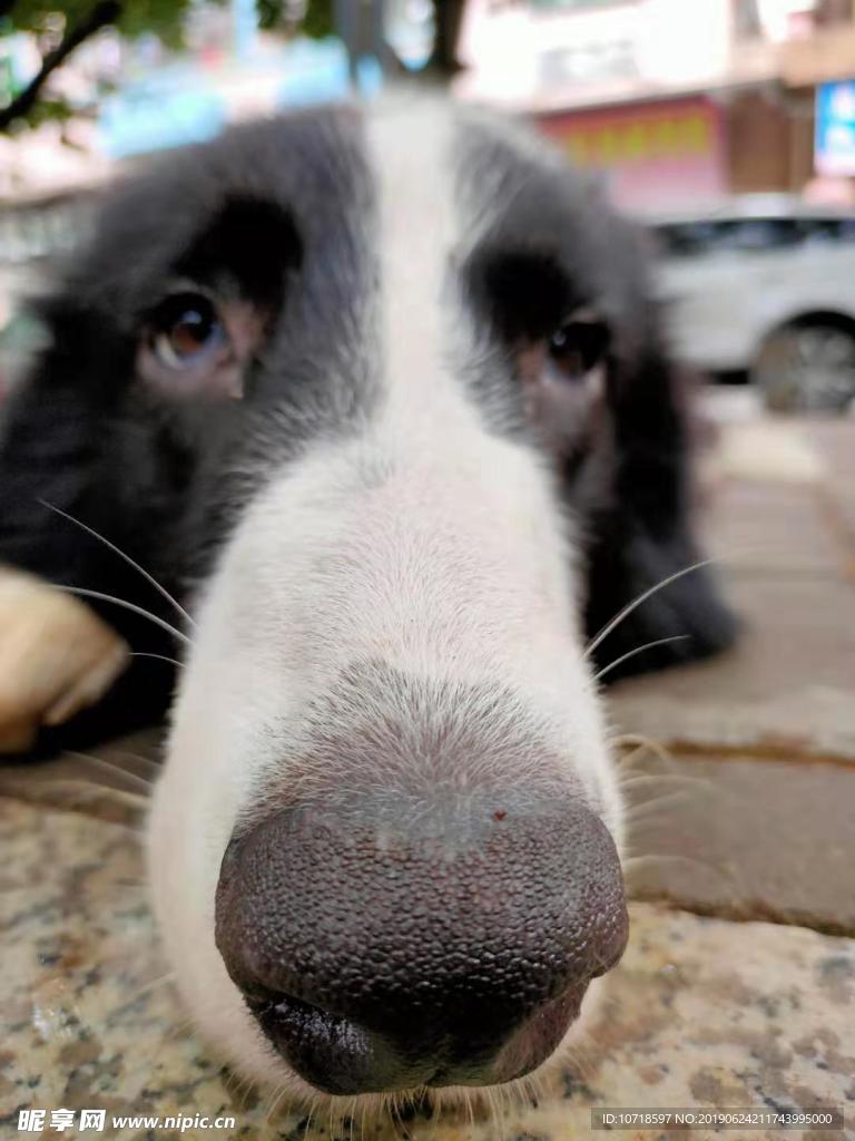 小狗