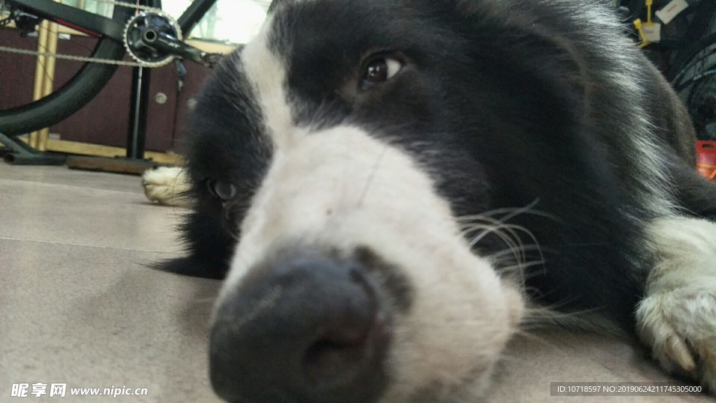 小狗