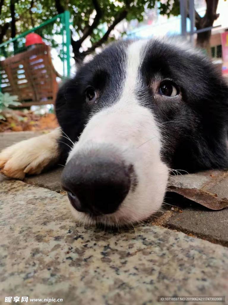 小狗