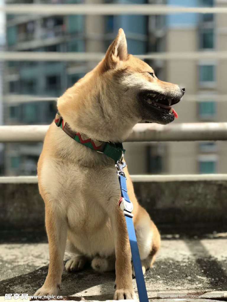 小狗