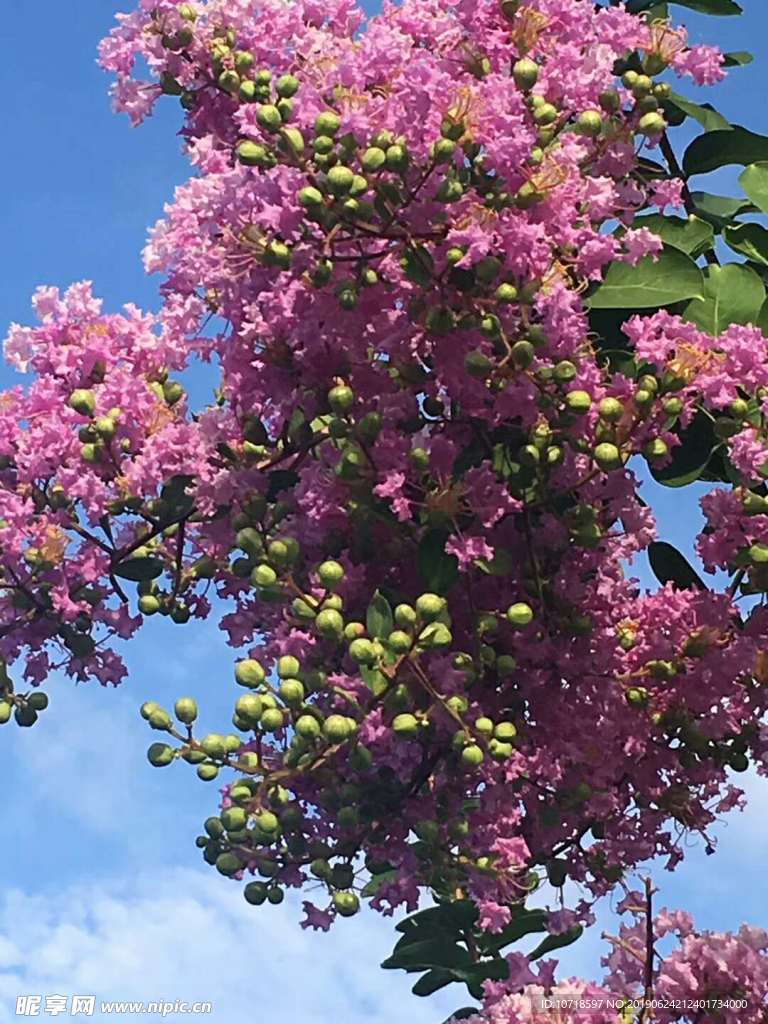 树花