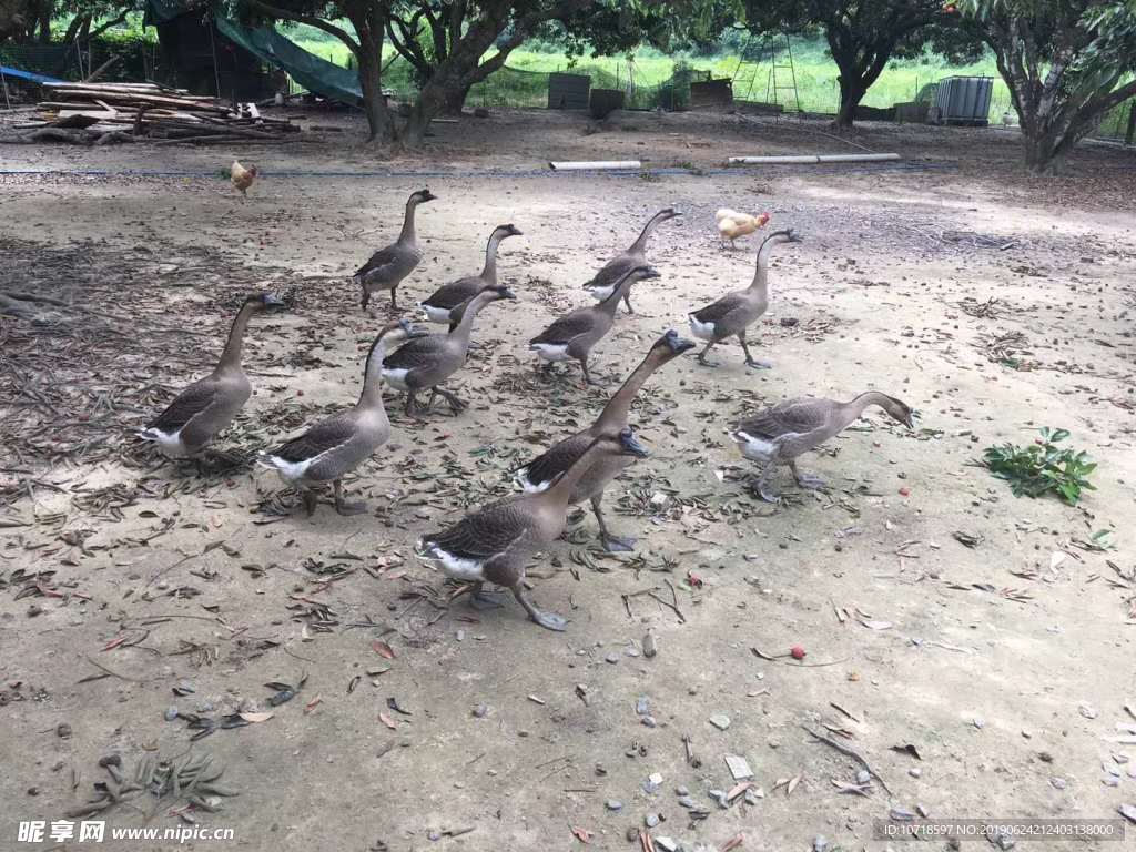 鹅群