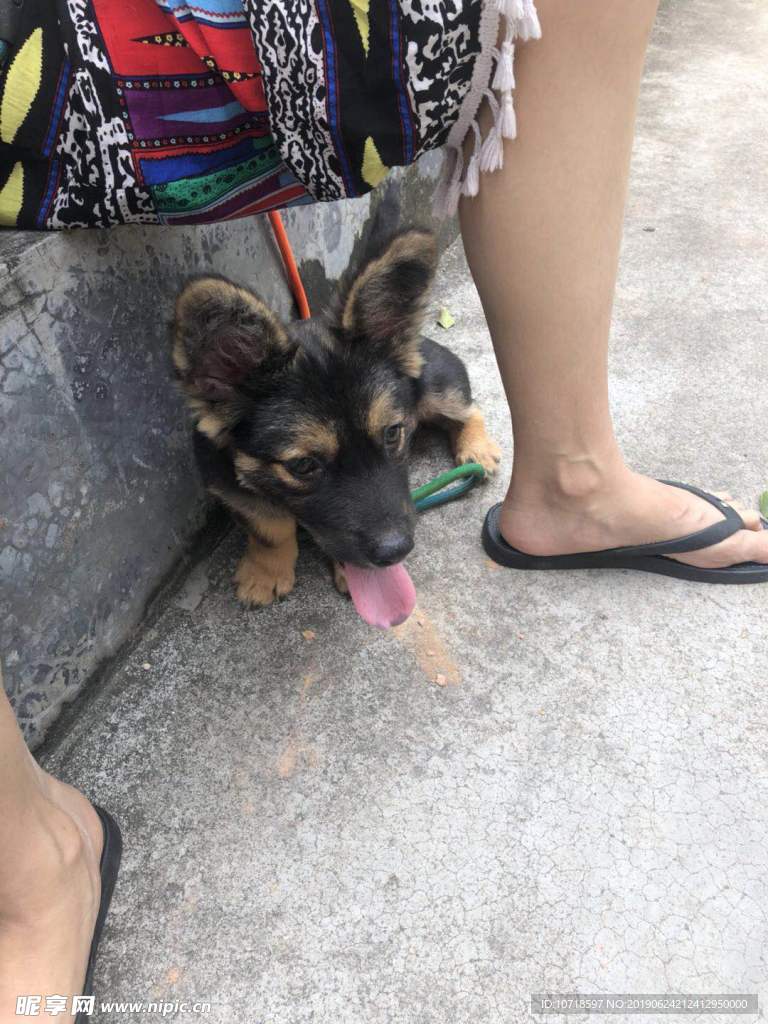 小狗