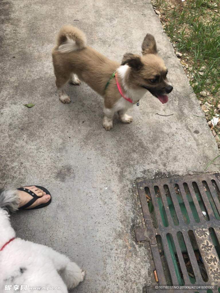小狗