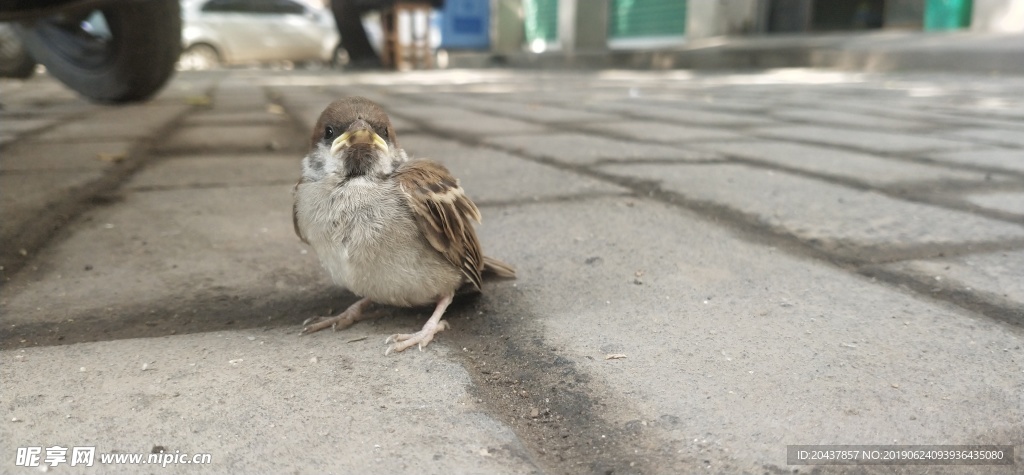 小鸟灰色