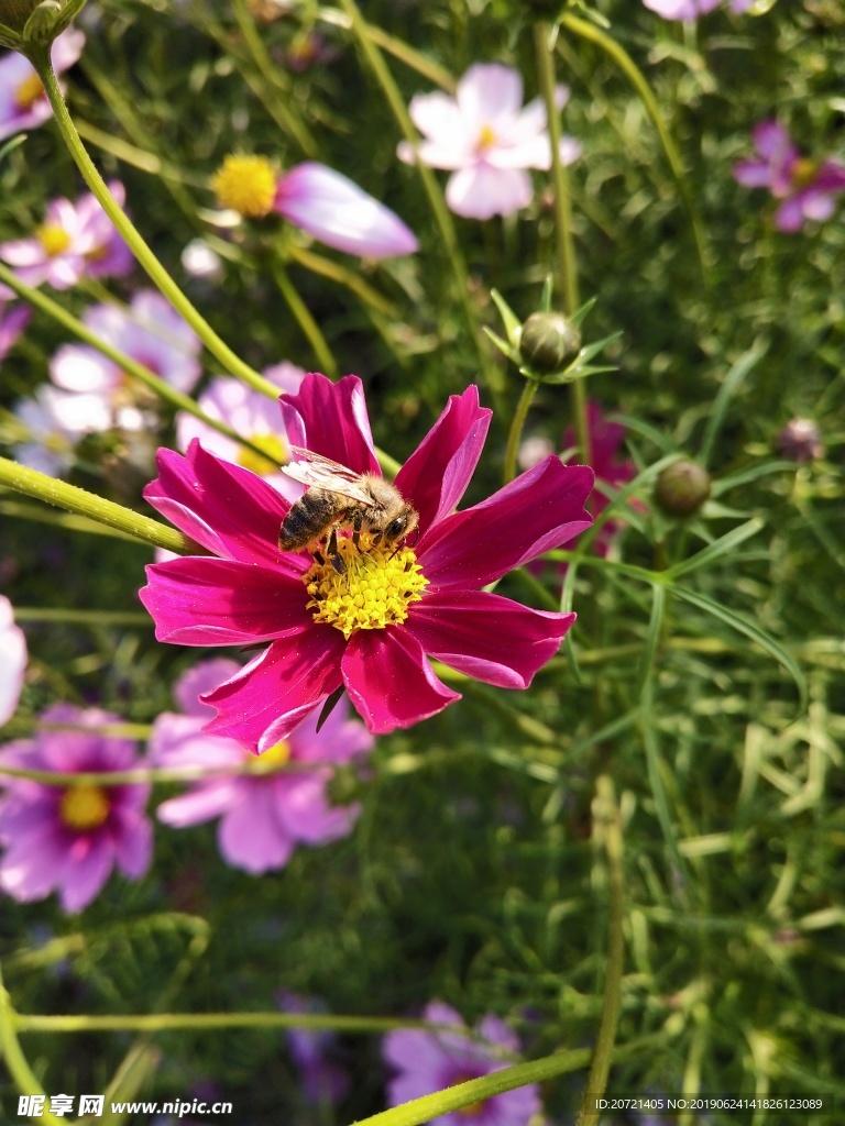 花 花朵 蜜蜂