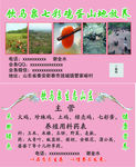 饮马泉七彩鸡蛋山地放养鸡蛋名片