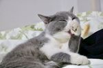 吃手手猫咪