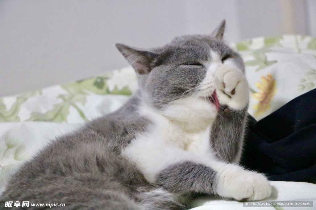 吃手手猫咪