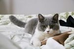 可爱猫