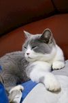 英短 猫咪