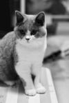 猫咪