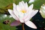 莲花