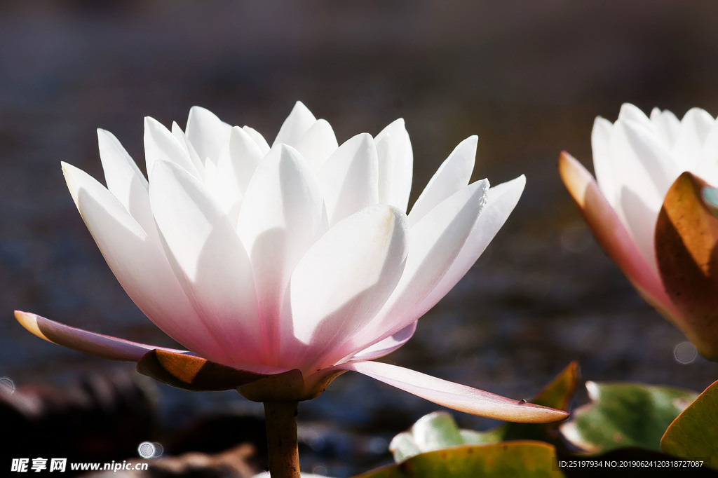 莲花