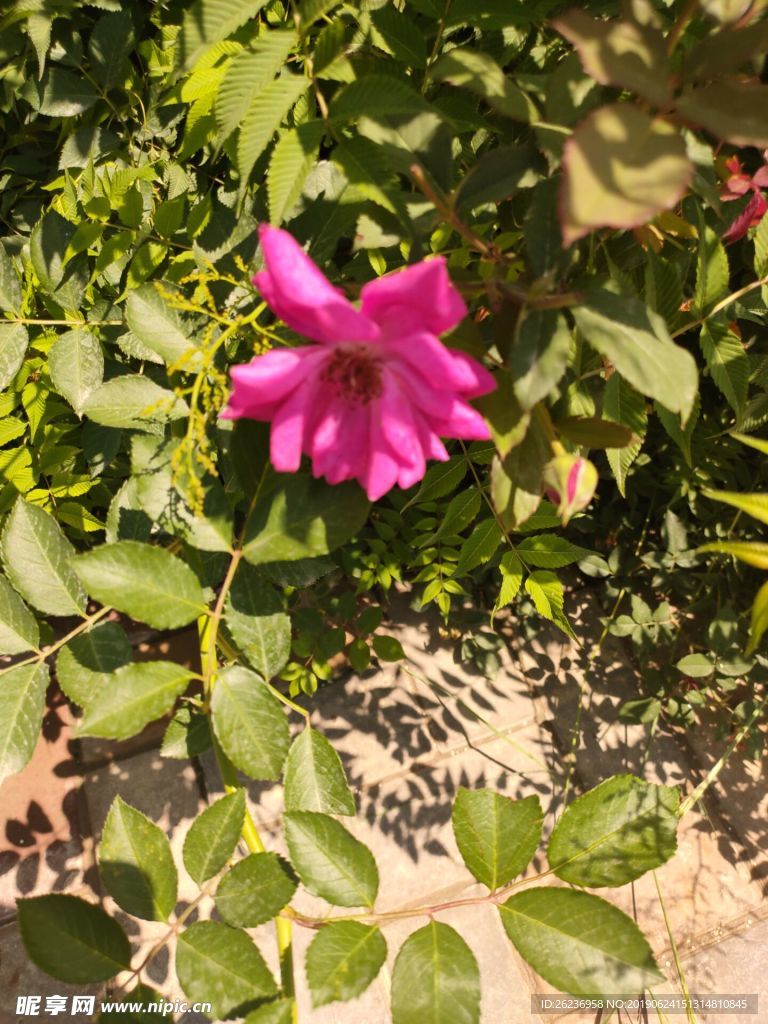 花