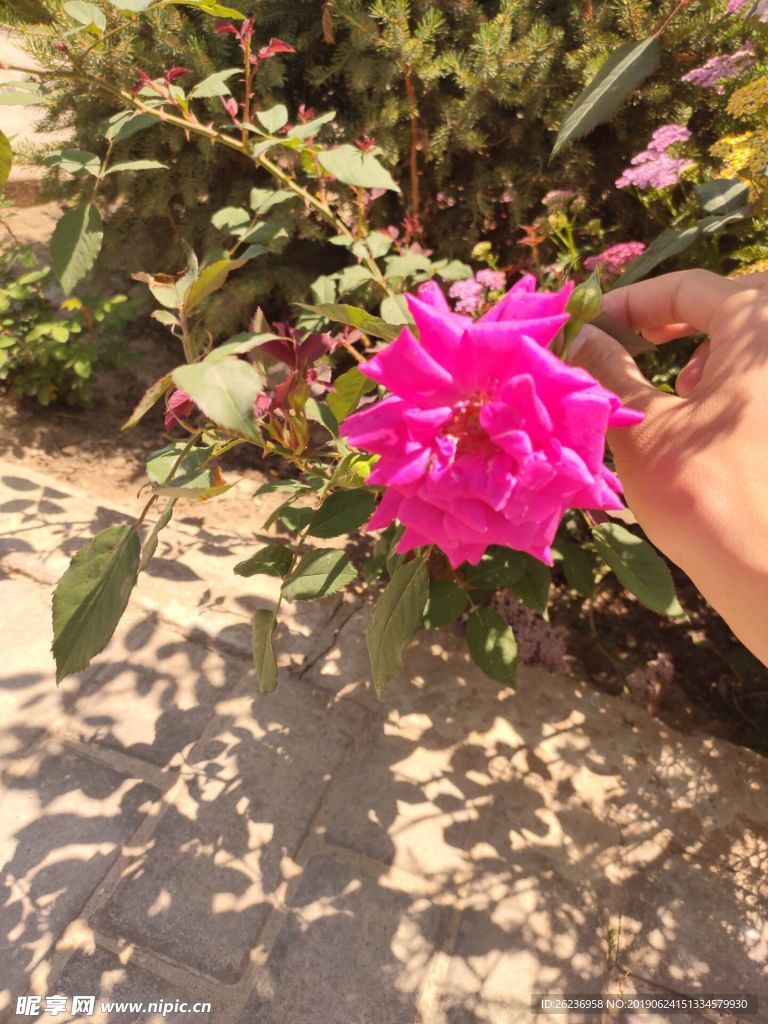 花