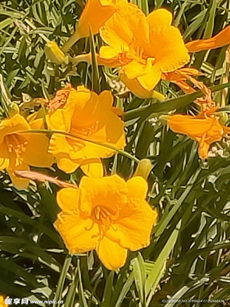 花
