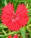红色石竹花 花草 鲜花 野花