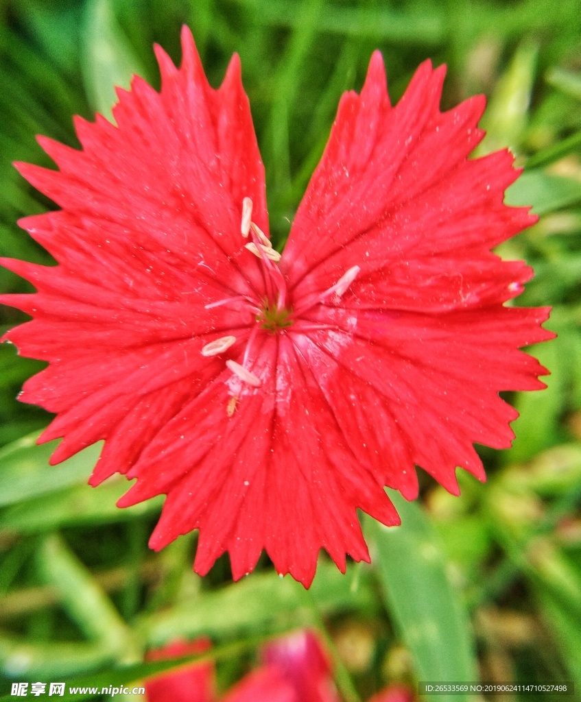 红色石竹花 花草 鲜花 野花