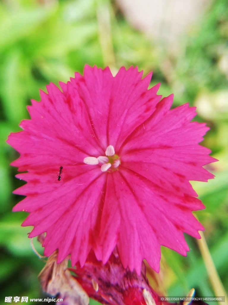 粉色石竹花 花草 鲜花