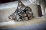 小猫