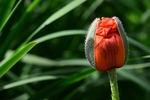 开花