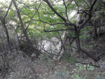 枝干