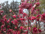 花团锦簇