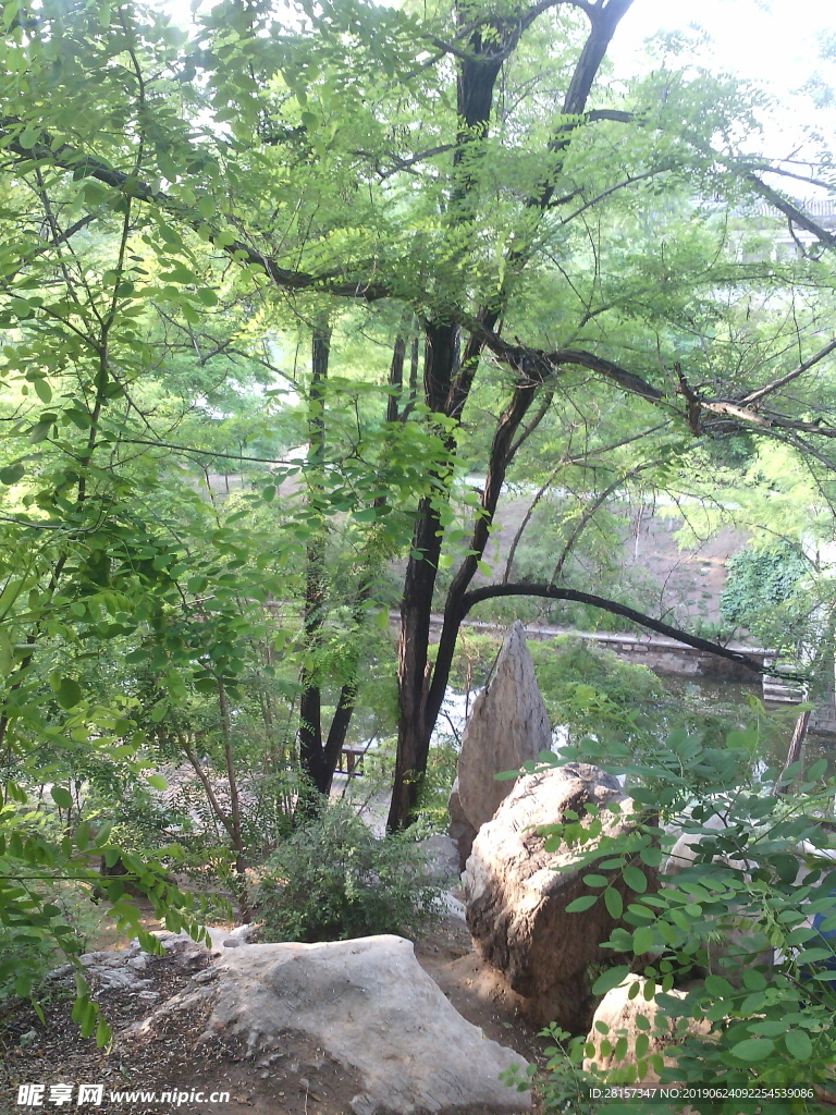 树